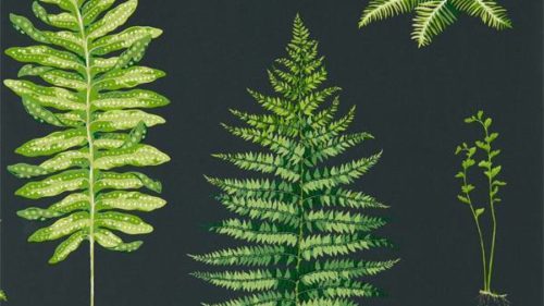 Fernery 216634